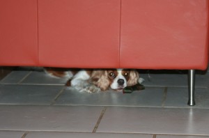 hiding-under-the-couch